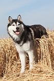 SIBERIAN HUSKY 010